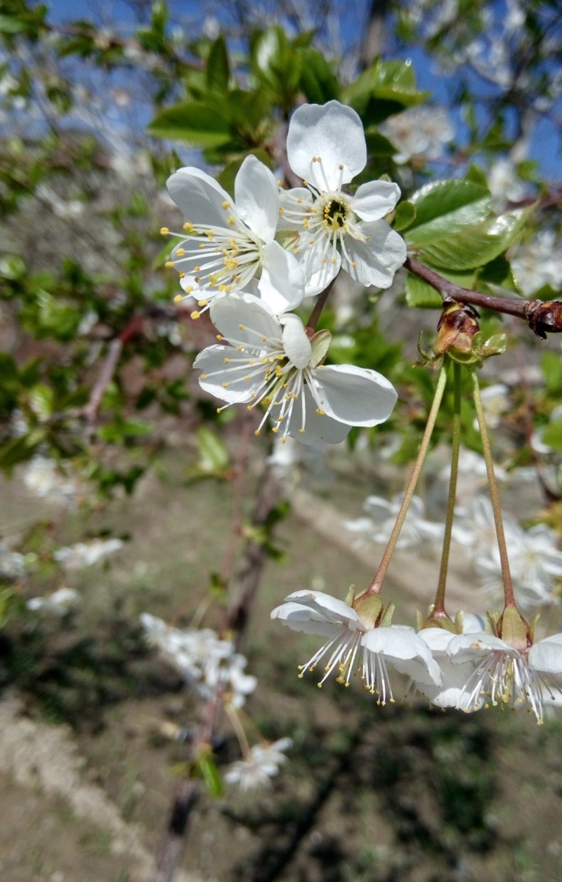 در فصل بهار می‌توانید شکوفه‌های درختان را ببینید